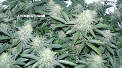 drobes 16 04 23 013