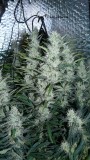 drobes 16 04 23 043