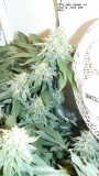 drobes 19 4 23 015