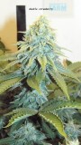 drobes 19 4 23 016