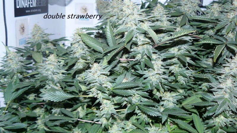 drobes 22 04 23 002