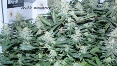 drobes 22 04 23 002