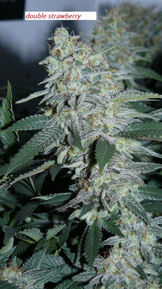 drobes 22 04 23 007