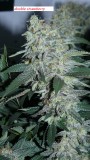 drobes 22 04 23 007
