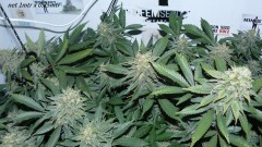 drobes 22 04 23 018