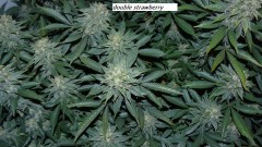 drobes 22 04 23 021