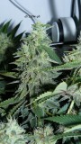drobes 22 04 23 039