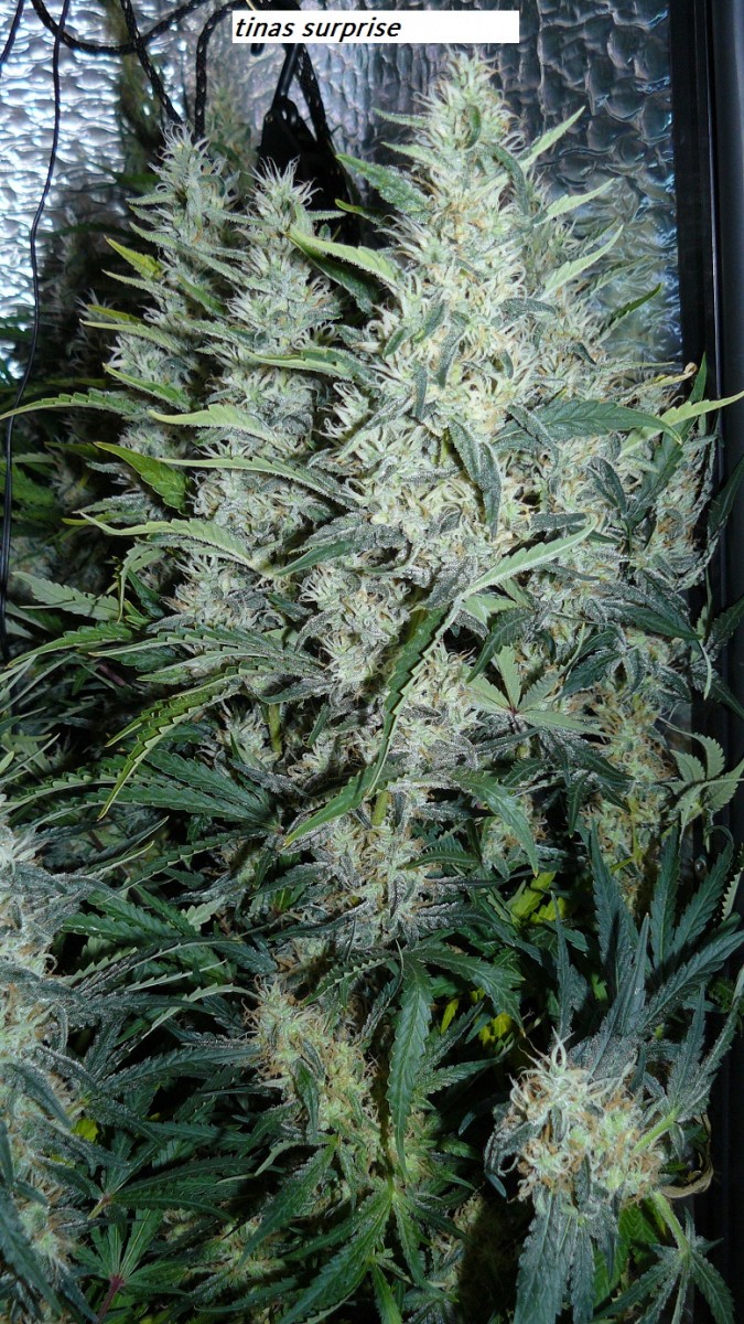 drobes 22 04 23 047