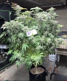 E68EC0A5-66D5-448B-98D6-F12C7F3AE9E0