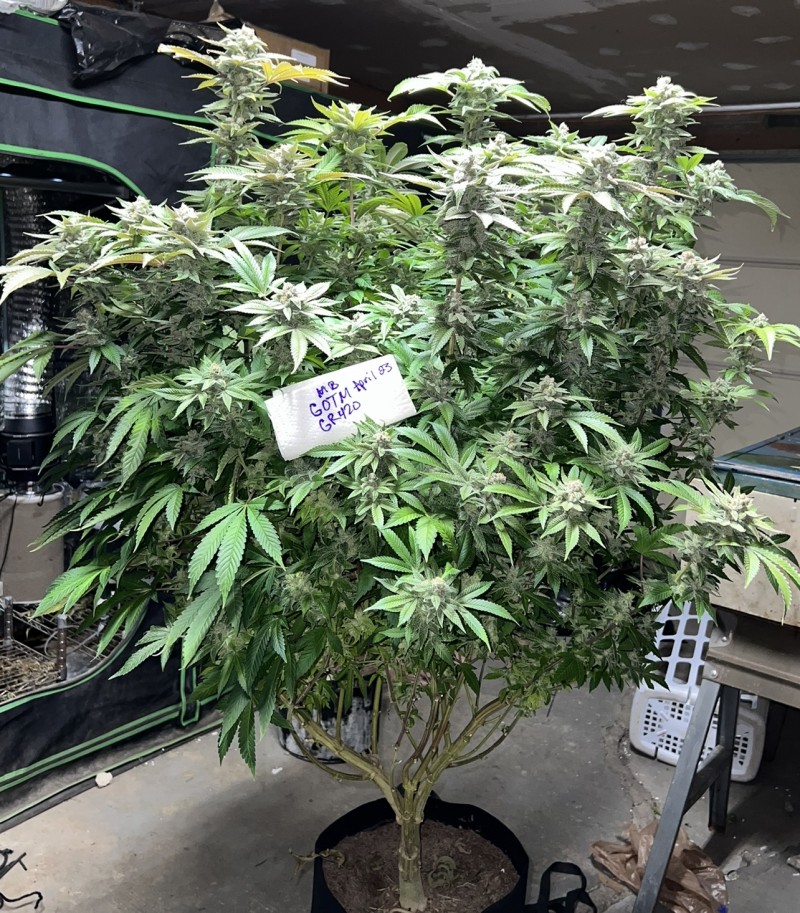 390B50F2-0555-49C3-86E9-A78FB9895654