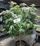 390B50F2-0555-49C3-86E9-A78FB9895654