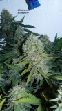 drobes nearly there! 020