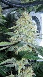 drobes nearly there! 028