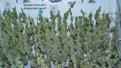 harvest pics 001