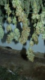harvest pics 007
