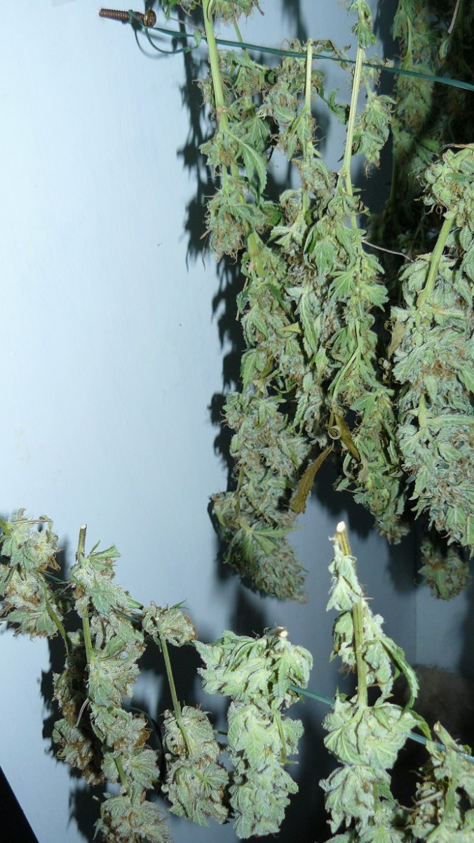 harvest pics 009