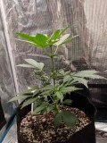 IMG_20190812_082554