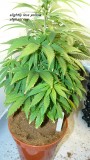 drobes day 1 ah 18 06 23 014