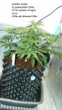 drobes day 1 ah 18 06 23 019