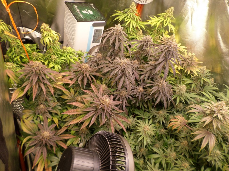 day56left
