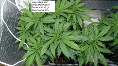 drobes 23 6 23 004