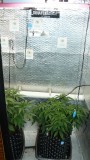 drobes 23 6 23 008