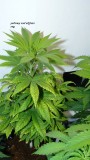 drobes 23 6 23 021