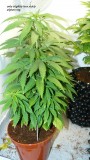 drobes 23 6 23 022