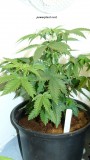 drobes 23 6 23 023