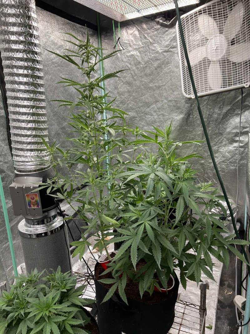 BBACE876-ABFF-46C3-B6BB-8CDAB4C618E4