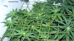 drobes 03 07 23 004