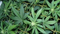 drobes 03 07 23 012