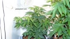 drobes 03 07 23 022