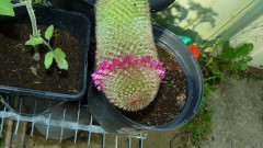 drobes 03 07 23 042