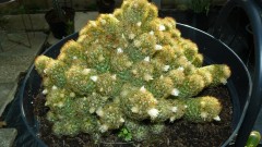 drobes 03 07 23 044