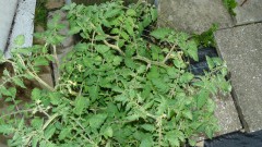 drobes 03 07 23 047