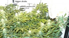 drobes 11 07 23 001