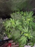 IMG_20190827_165736