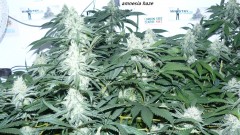 drobes 22 7 23 003
