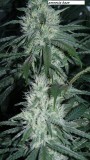 drobes 22 7 23 011