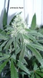 drobes 22 7 23 014