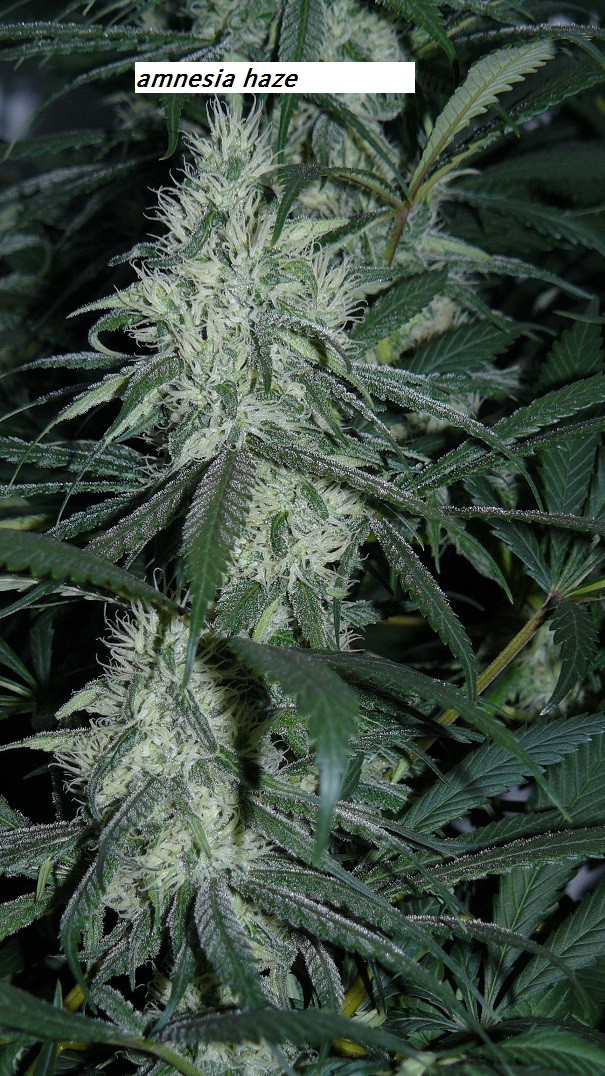 drobes 22 7 23 019