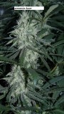 drobes 22 7 23 019