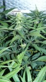 drobes 22 7 23 032
