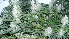 drobes 010823 002