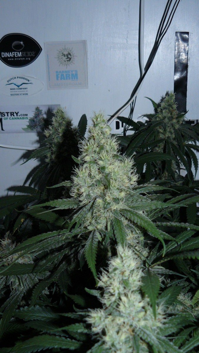 drobes 010823 005