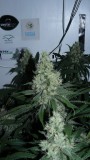 drobes 010823 005