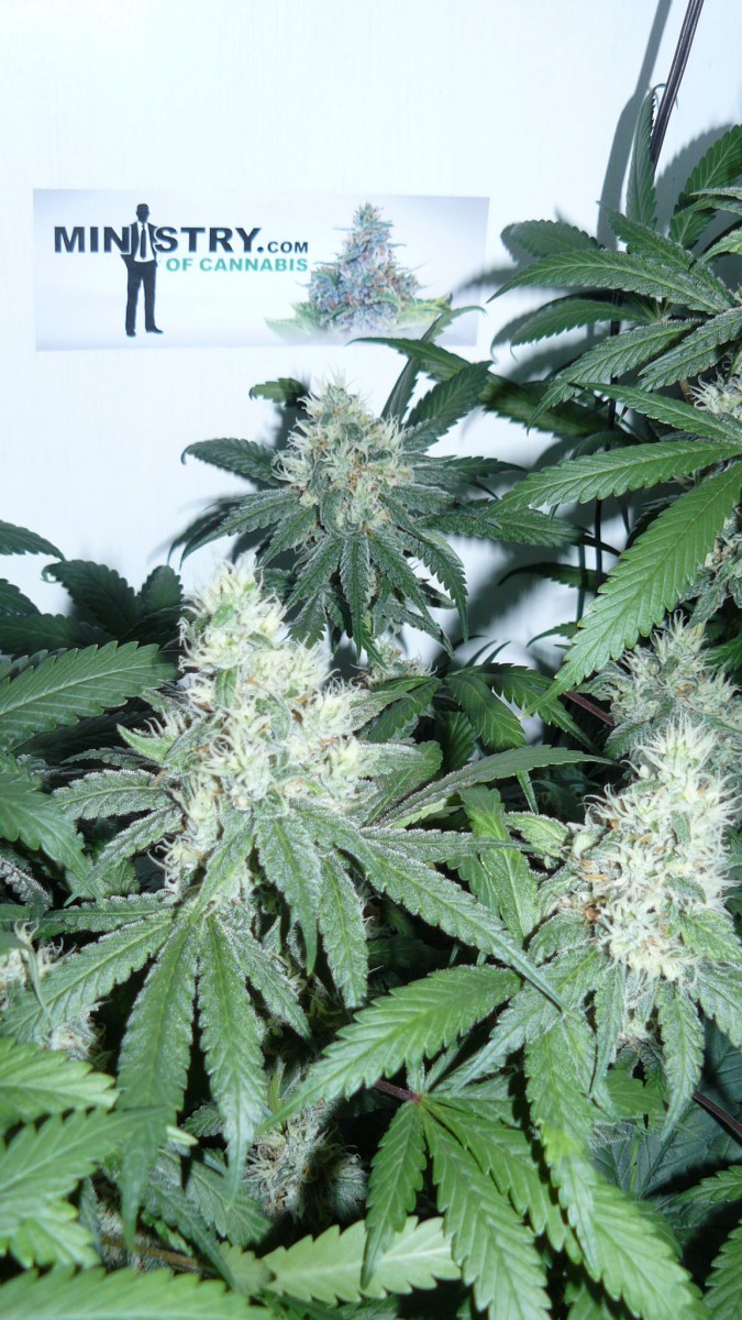 drobes 010823 010