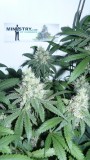 drobes 010823 010