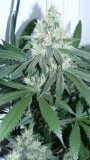 drobes 010823 013